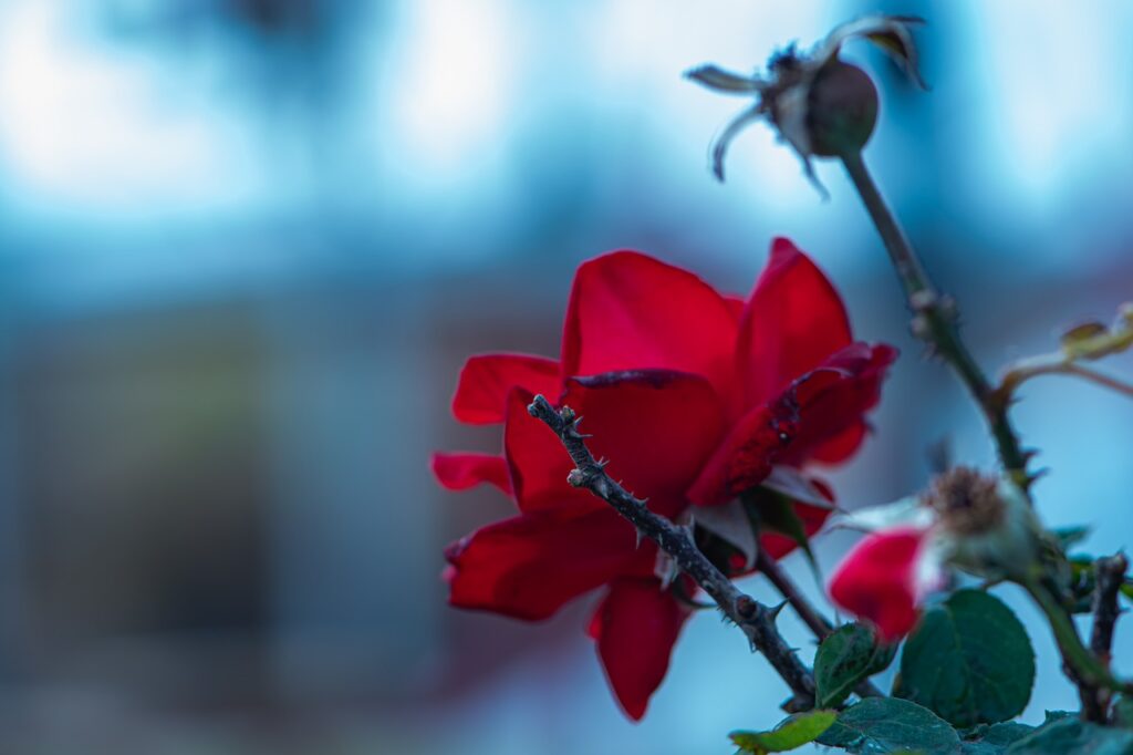 Red Rose Second Plan  - Ri_Ya / Pixabay