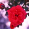 Red Spray Roses Red Roses  - v-a-n-3-ss-a / Pixabay