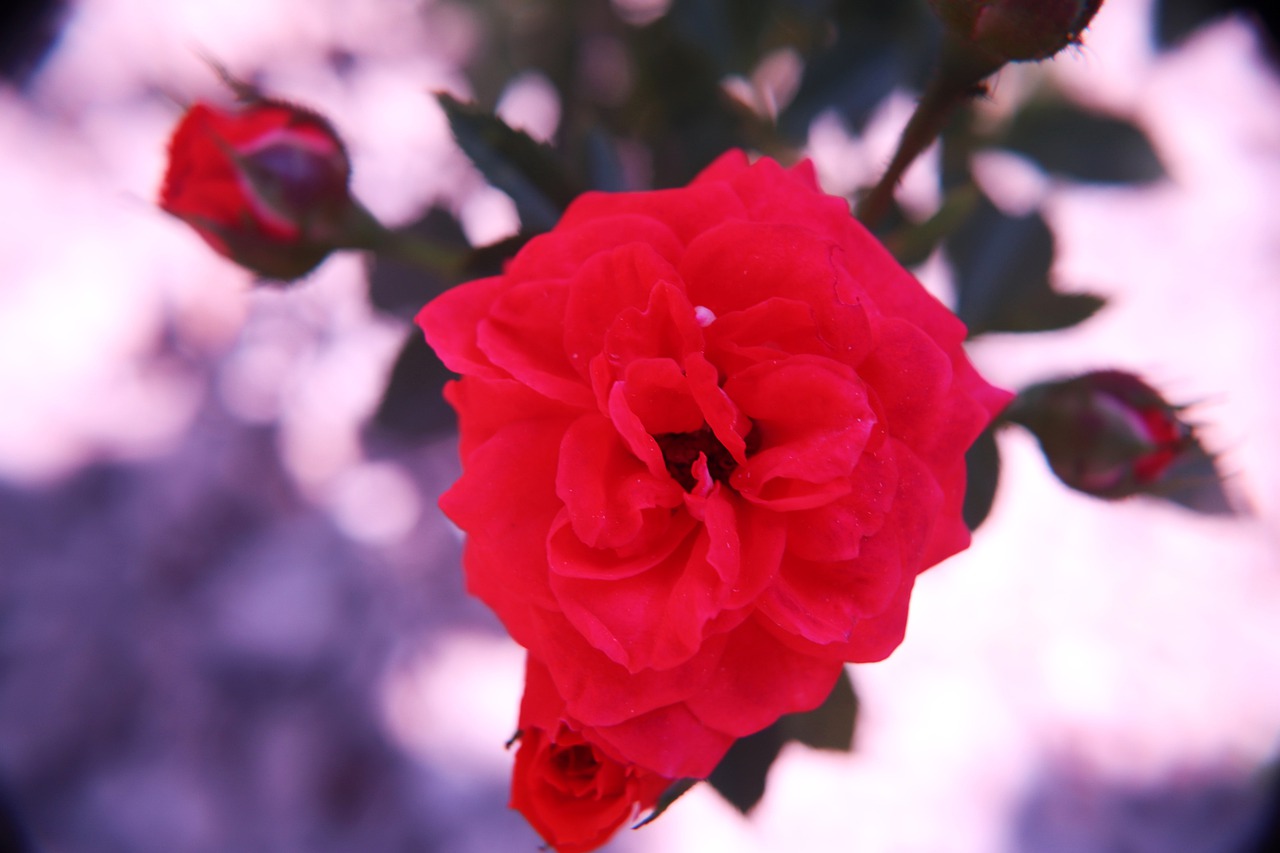 Red Spray Roses Red Roses  - v-a-n-3-ss-a / Pixabay