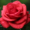 Red Velvet Rose After Rain  - GoranH / Pixabay