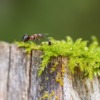 Red Wood Ant Ant Insect Moss  - fotoblend / Pixabay