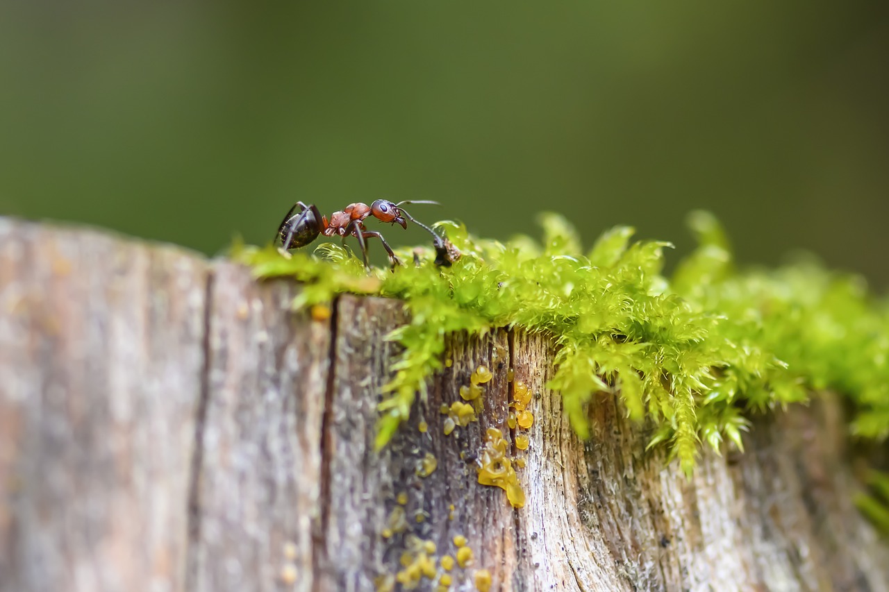 Red Wood Ant Ant Insect Moss - fotoblend / Pixabay