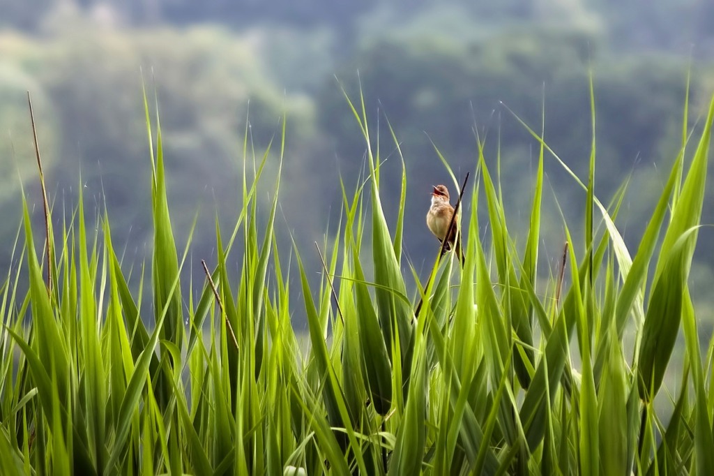 Reed Warbler Cannareccione Bird  - Camera-man / Pixabay