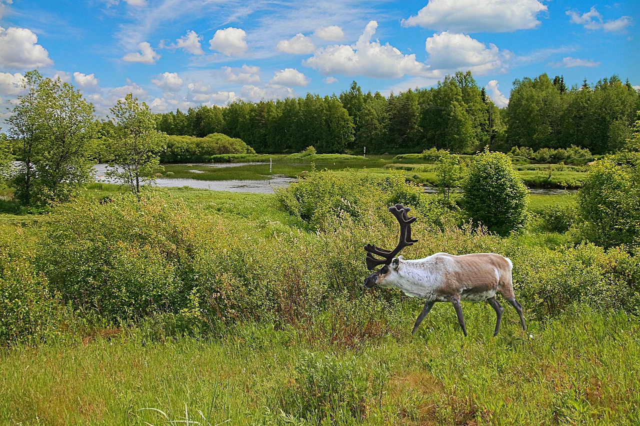 Reindeer Antler Grass Bushes Water - WalterBieck / Pixabay