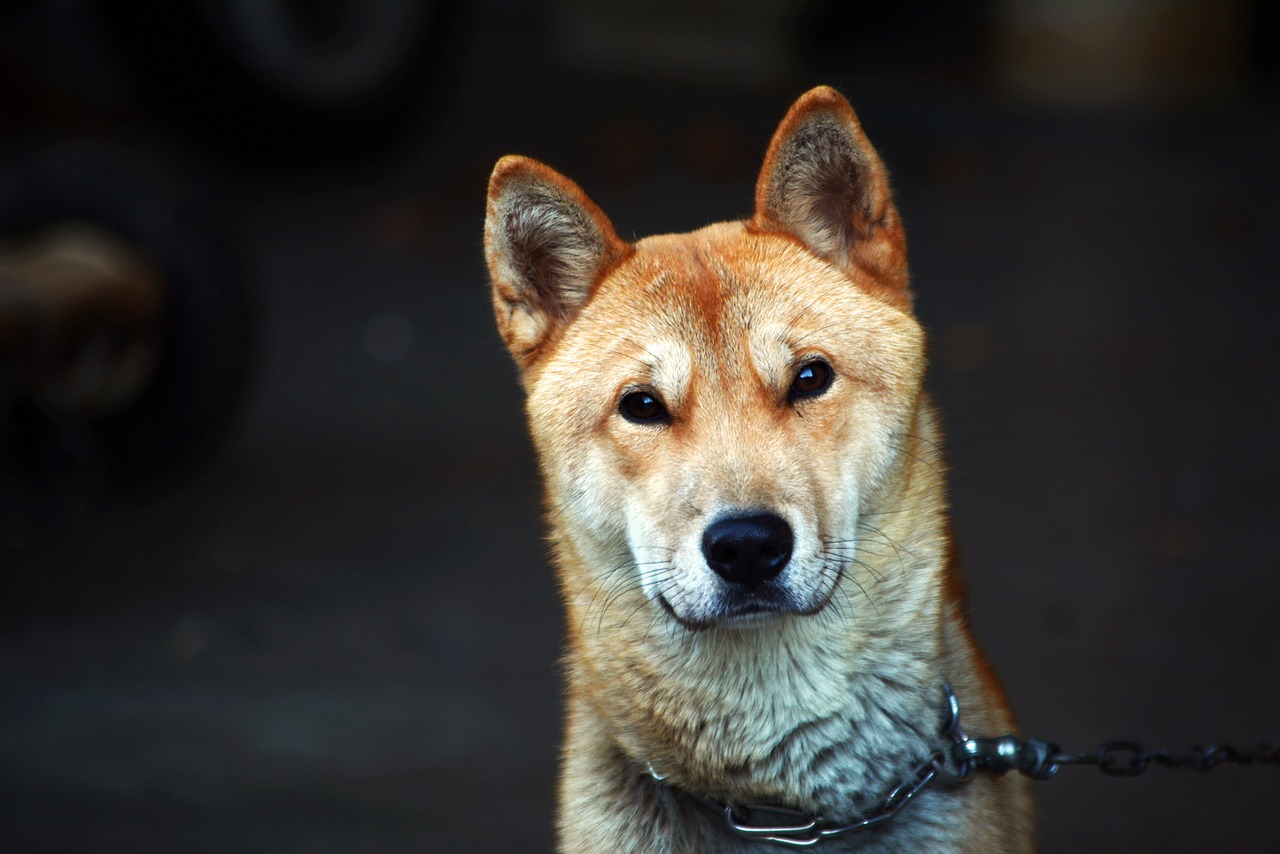 Republic Of Korea Puppy Dog  - tae_wook / Pixabay