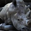Rhinoceros Animal Wildlife  - janrcoetzee / Pixabay