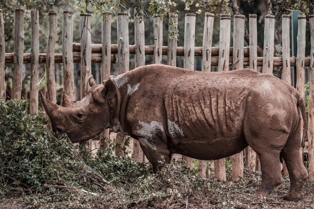 Rhinoceros Rhino Animal Mammal  - antonytrivet / Pixabay
