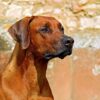 rhodesian ridgeback dog guard dog 2727035