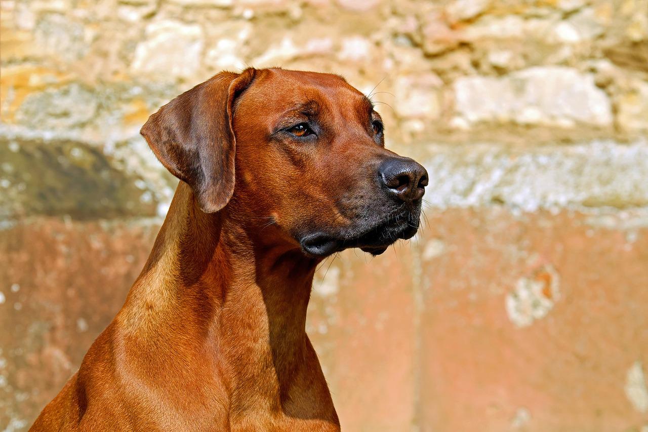 rhodesian ridgeback dog guard dog 2727035