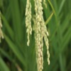 Rice Agriculture Farm Grains Crop  - ewhooo / Pixabay
