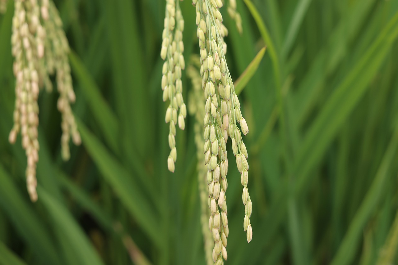 Rice Agriculture Farm Grains Crop  - ewhooo / Pixabay