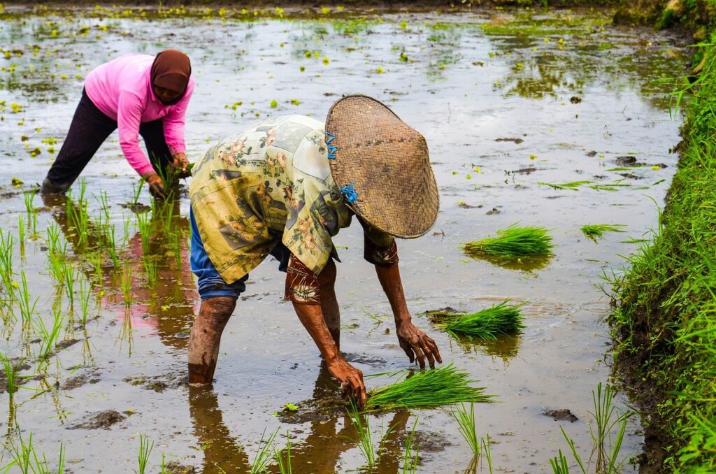 Rice Farmer Agriculture Asia  - SIRAG-ALGAER / Pixabay