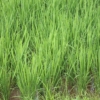 Rice Field Grass Plant Summer  - aimnotboy / Pixabay