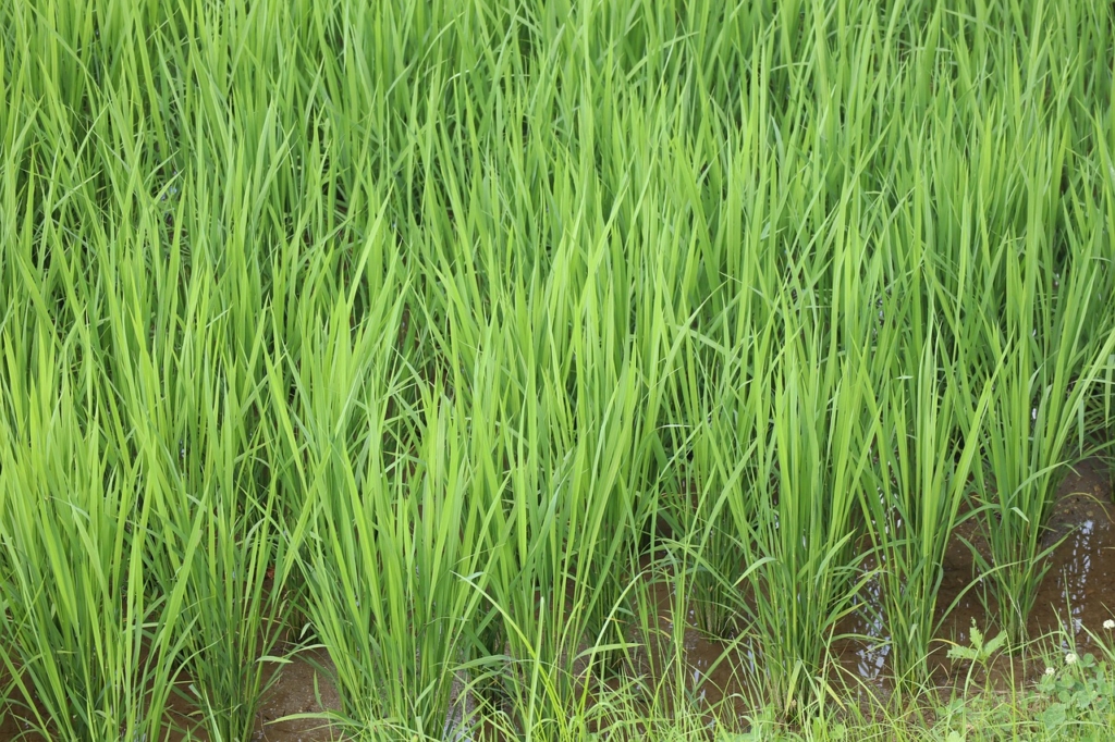 Rice Field Grass Plant Summer  - aimnotboy / Pixabay