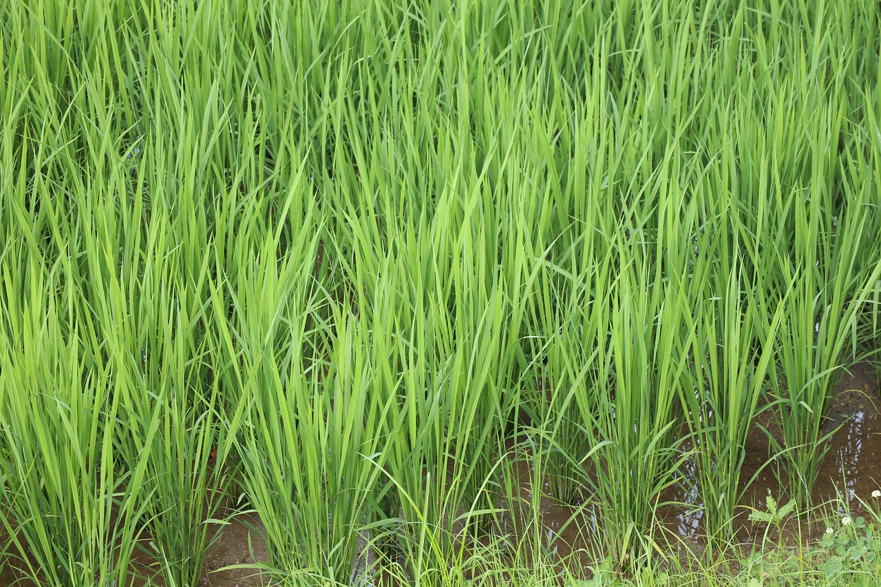 Rice Field Grass Plant Summer  - aimnotboy / Pixabay