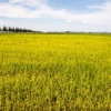 Rice Field Paddy Crops Arable Land  - anykeep / Pixabay