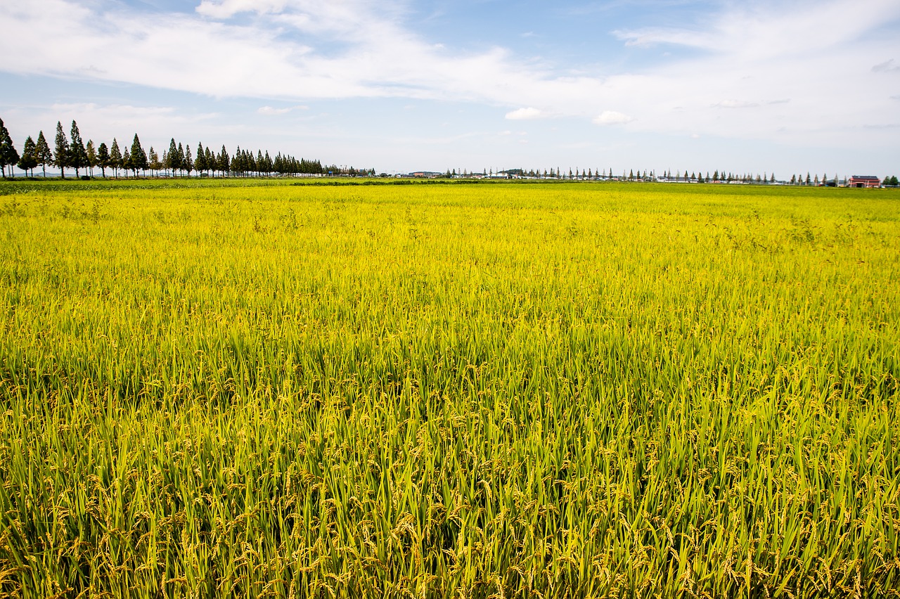 Rice Field Paddy Crops Arable Land  - anykeep / Pixabay