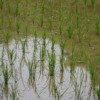 Rice Field Paddy Field Japan Crop  - GildasHardel / Pixabay