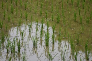 Rice Field Paddy Field Japan Crop  - GildasHardel / Pixabay