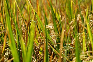 Rice Field Rice Plant Farming  - ignartonosbg / Pixabay