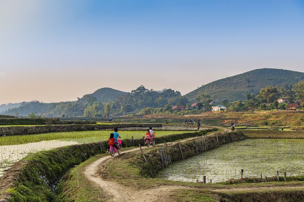 Rice Field Road Transplanted Rice  - TranDuyet / Pixabay