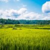 Rice Field Rural Farm Crop  - betrancam / Pixabay
