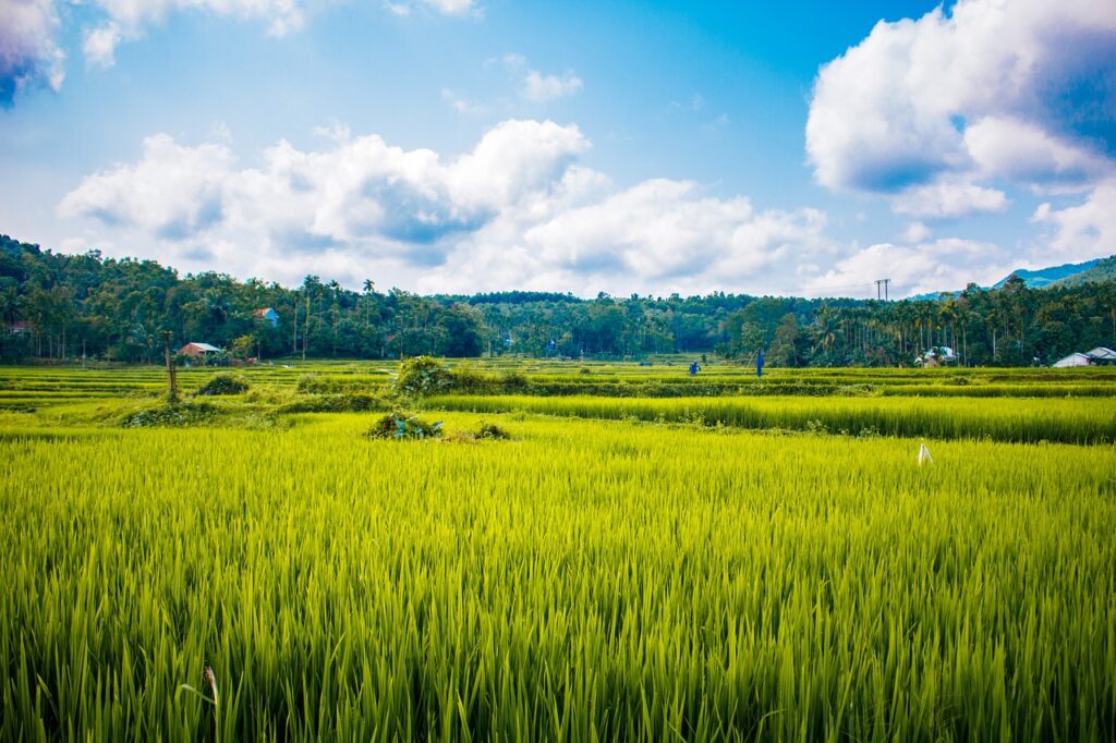 Rice Field Rural Farm Crop  - betrancam / Pixabay