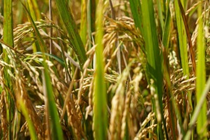 Rice Fields Rice Plant Farm Farming  - ignartonosbg / Pixabay