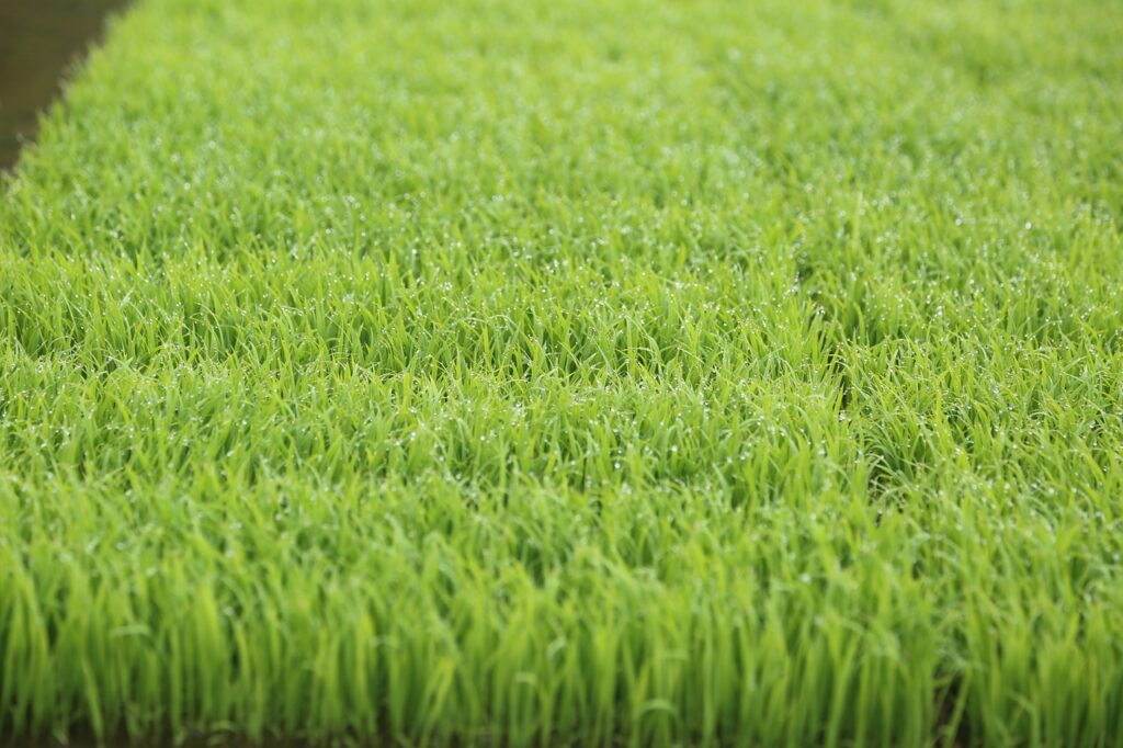 Rice Grass Field Dew Seedling  - flydrag / Pixabay