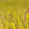 Rice Plant Field Crop  - manseok_Kim / Pixabay