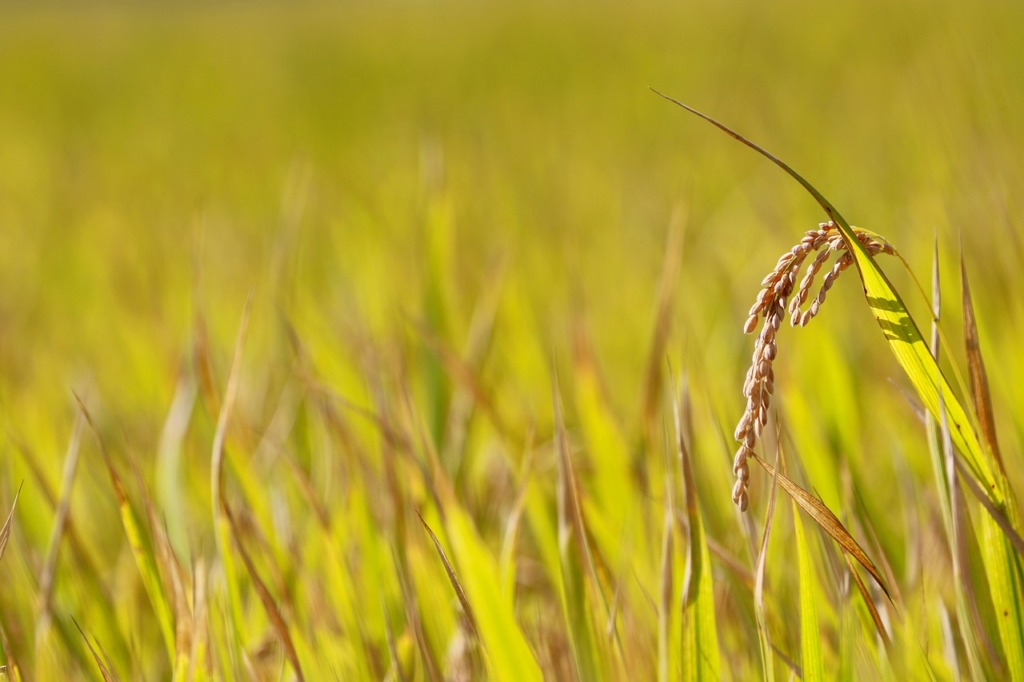 Rice Plant Field Crop  - manseok_Kim / Pixabay