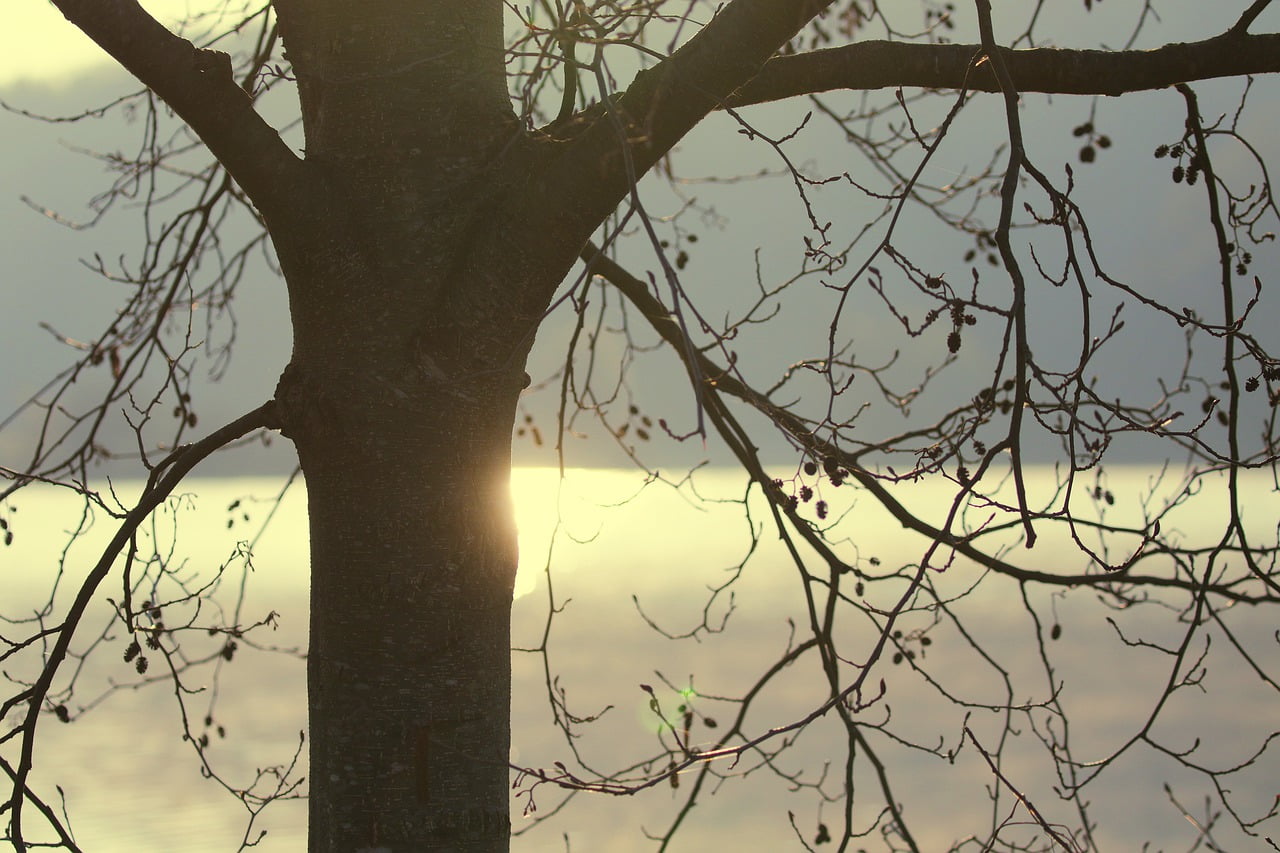 River Floodplain Neckar Neckar Fog - onkelglocke / Pixabay