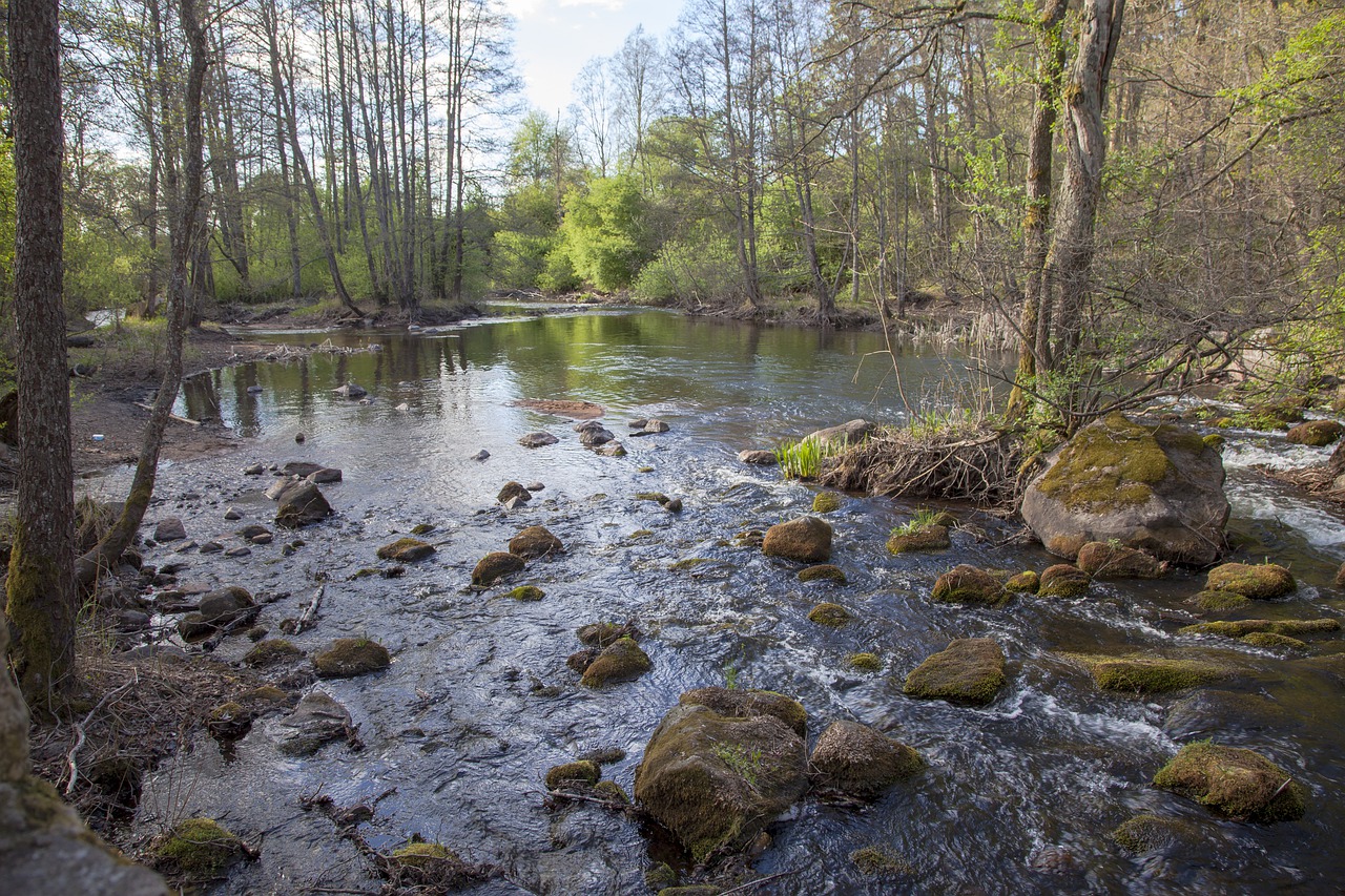 River Forest Nature Rapids Rocks - LTapsaH / Pixabay
