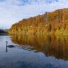 River Swan Trees Reflection Water  - Sonyuser / Pixabay