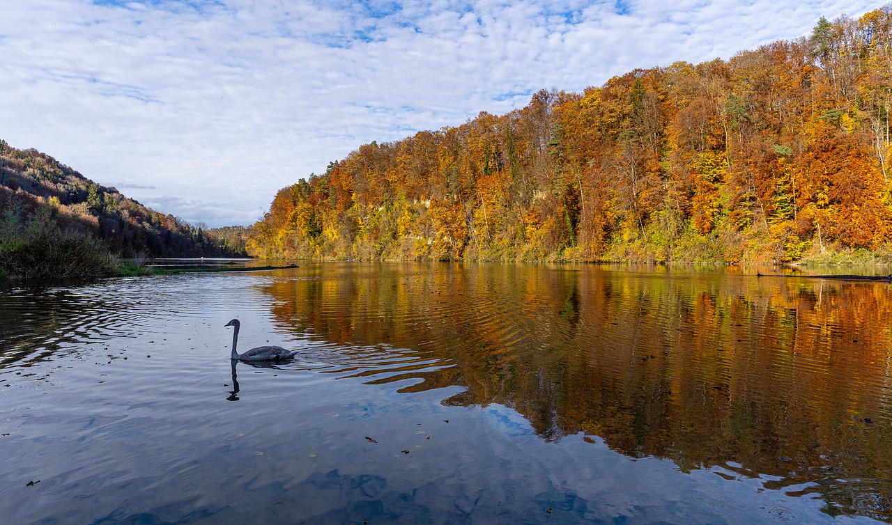 River Swan Trees Reflection Water  - Sonyuser / Pixabay