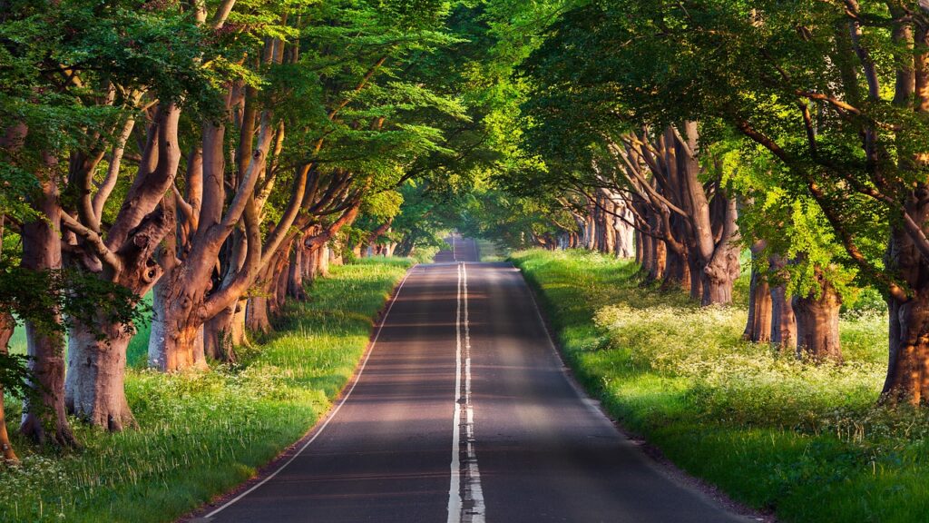 Road Pavement Trees Path Roadway  - bilalanjum936 / Pixabay