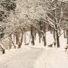 Road Trees Snow Forest Roadway  - radoi_gabi / Pixabay