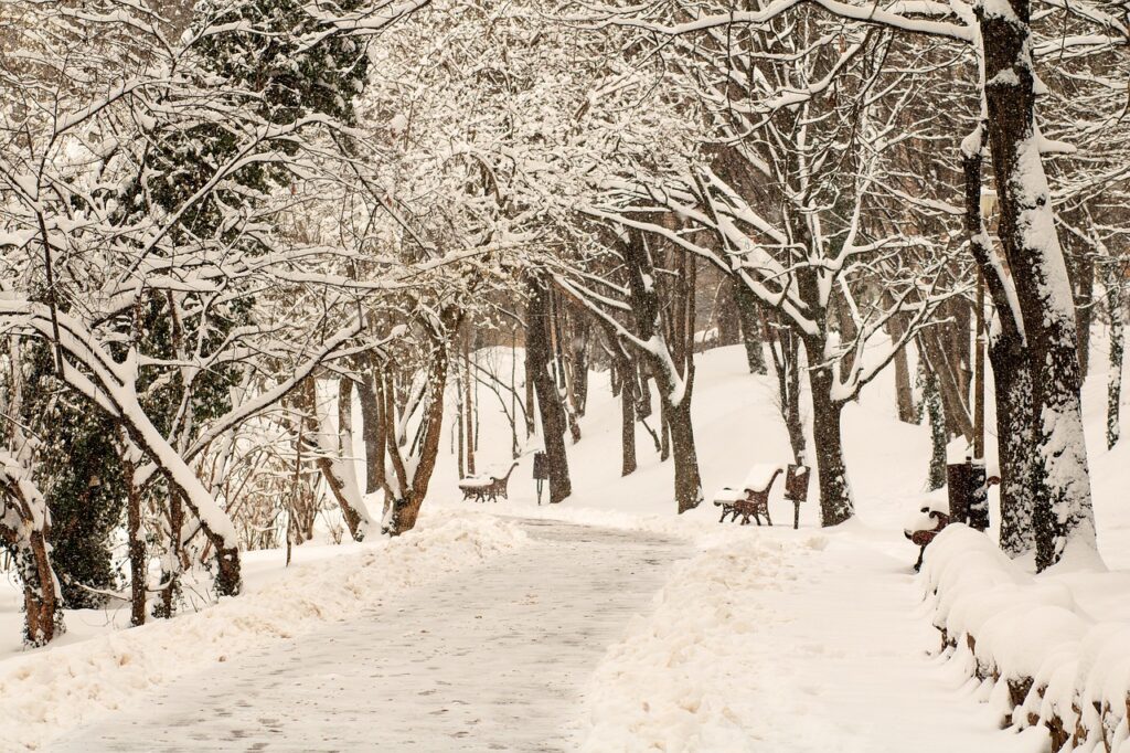 Road Trees Snow Forest Roadway  - radoi_gabi / Pixabay