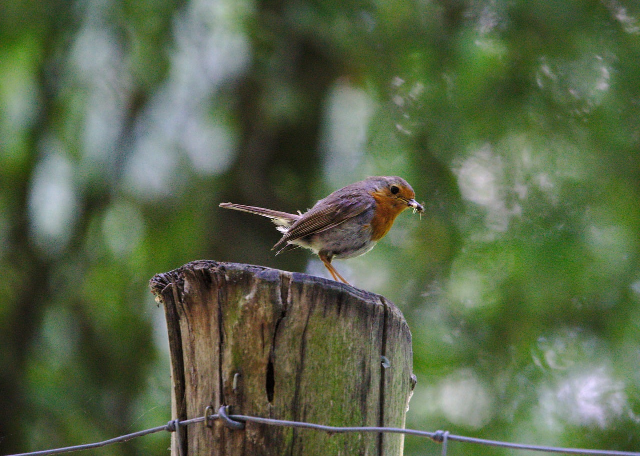 Robin Bird Animal World Songbird  - koala0815 / Pixabay