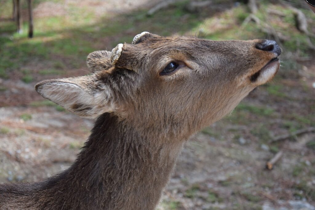Roe Deer Close Up Sweet Mammal  - feechenfe / Pixabay