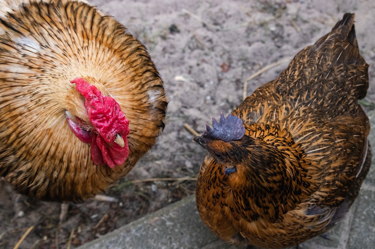 Rooster And Hen Chickens Birds Cock  - __Tatius__ / Pixabay