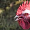 Rooster Chicken Bird Cockscomb  - RitaE / Pixabay