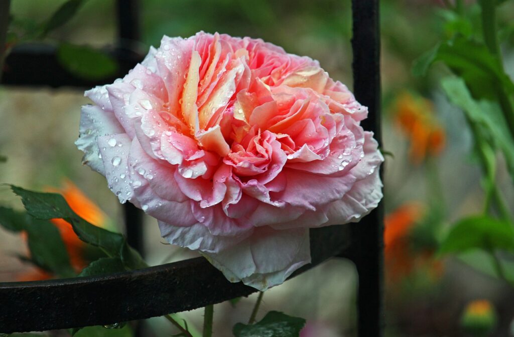 Rose Blossom Bloom Romantic Garden  - KRiemer / Pixabay