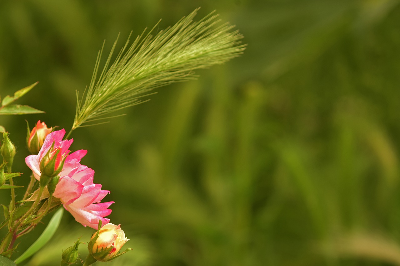 Rose Flower China Rose Bloom - motaztawfik / Pixabay