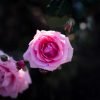Rose Japan Flower Pink  - VictorNakamura / Pixabay