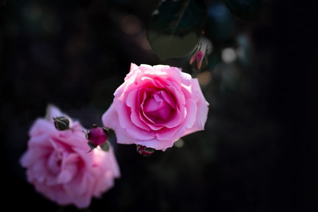 Rose Japan Flower Pink  - VictorNakamura / Pixabay