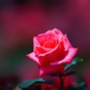 Rose Red Rose Red Flower Flower  - 여룰 / Pixabay
