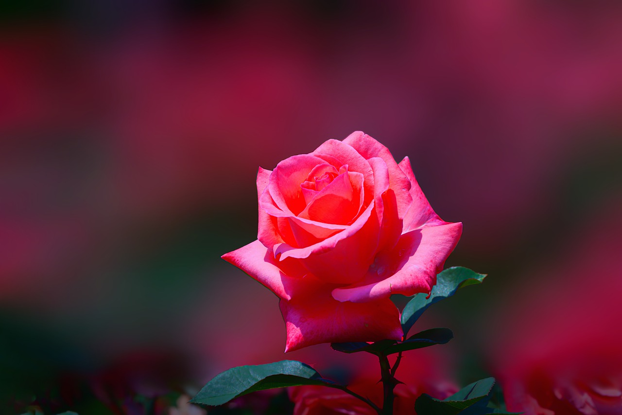 Rose Red Rose Red Flower Flower  - 여룰 / Pixabay
