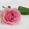 Rose Winter Rose Blossom Bloom  - Katzenfee50 / Pixabay