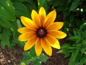 Rudbeckia Hirta Black Eyed Susan  - robbihoy / Pixabay